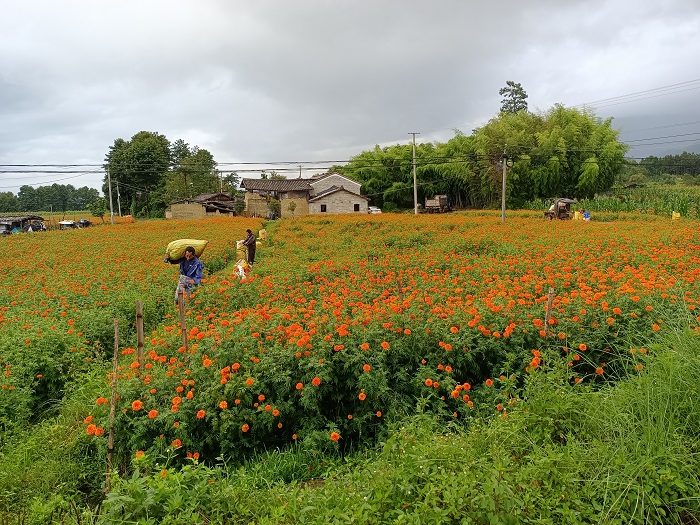 四世界杯足球平台腾冲村组道路项目：3月种花，5月修路，世界杯足球平台看花红