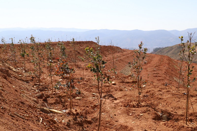 宜良县国家储备林项目1、2号地块通过完工验收