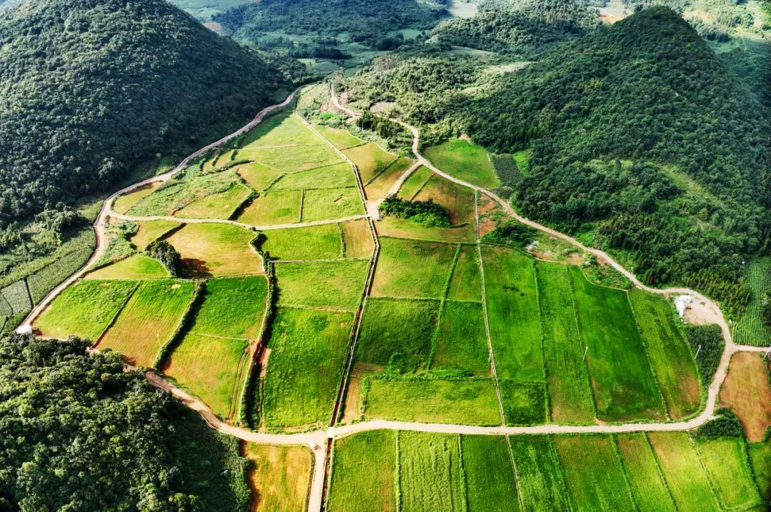 罗平县土地提质改造项目：小山村里飘出稻花香