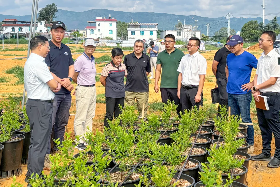 红河州人大常委会调研组调研世界杯足球网红河片区项目